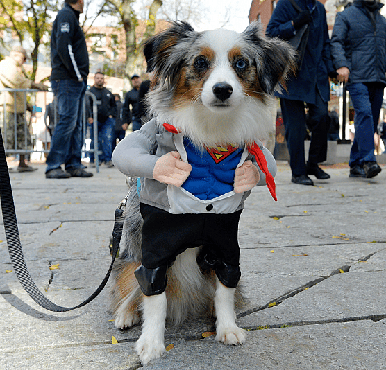National Dress Up Your Pet Day