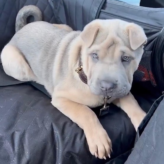 Shar Pei Coat Colors