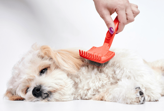 Maltipoo grooming