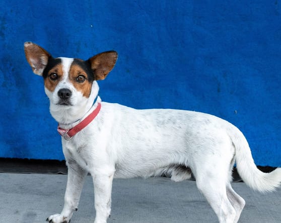 WISHBONE