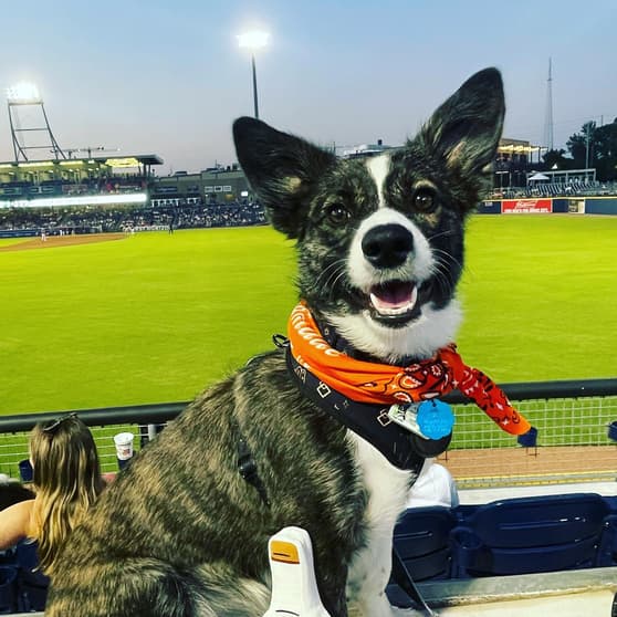 Auggie Dog - Penny