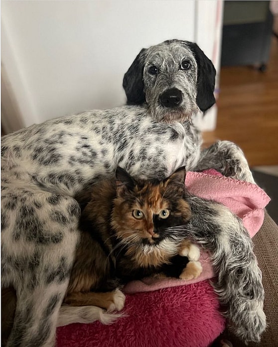 Astrid the Dalmadoodle