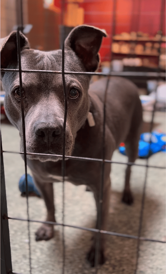 Sweet Pitbull Still Waits for Love After 600 Days in Shelter