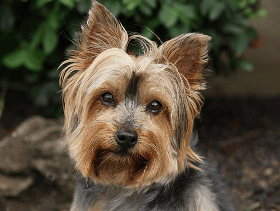 Yorkie Teddy Bear Haircut