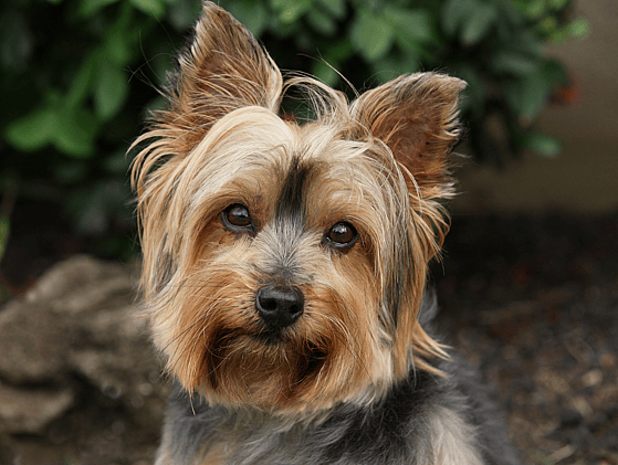 Yorkie Teddy Bear Haircut