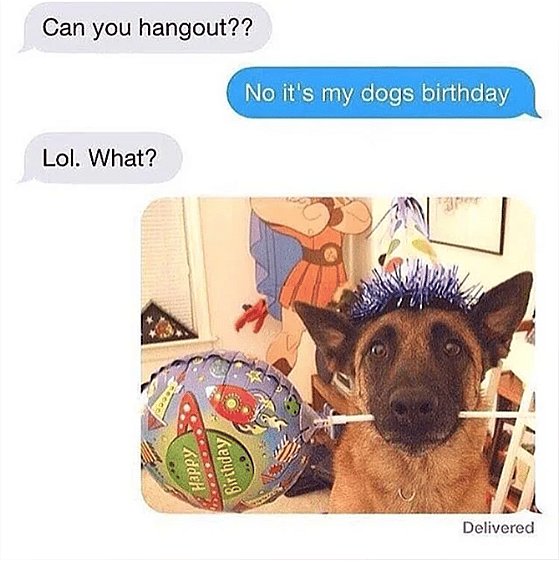 happy birthday gif funny dog