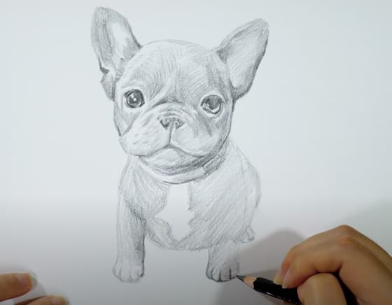 How to Draw a French Bulldog