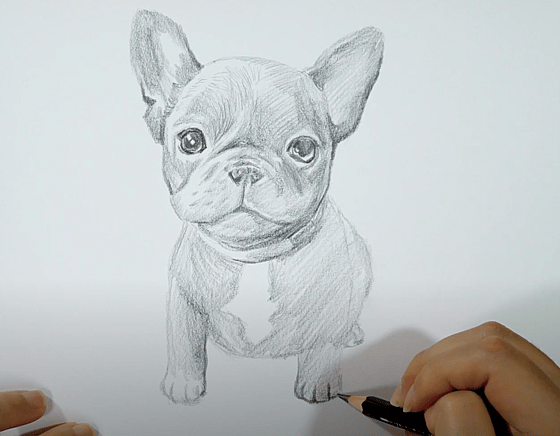 How to Draw a French Bulldog