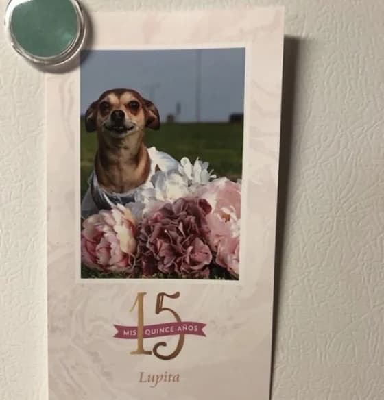 This Dog Quinceañera Will Make Your Heart Melt—Wait Until You See the Cake!