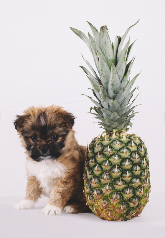 Can Dogs Eat Pineapple