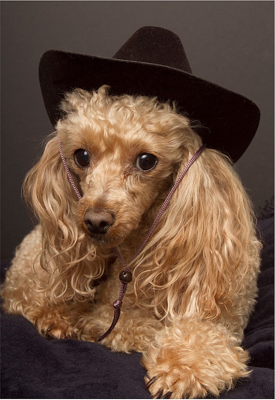 Country Dog Names