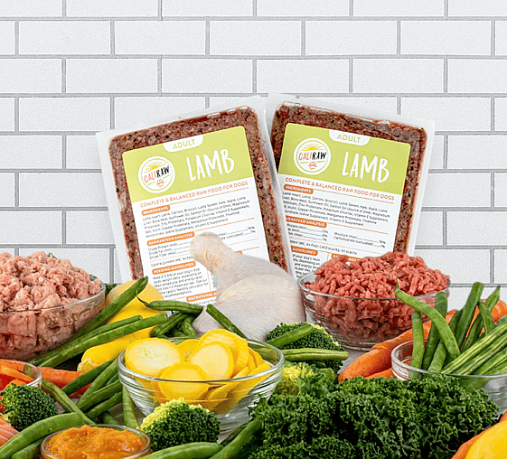 Best Raw Dog Food Delivery Service