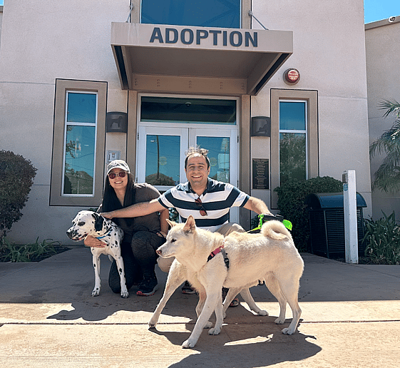 A Rare Mix of Dalmatian and Pitbull got adopted