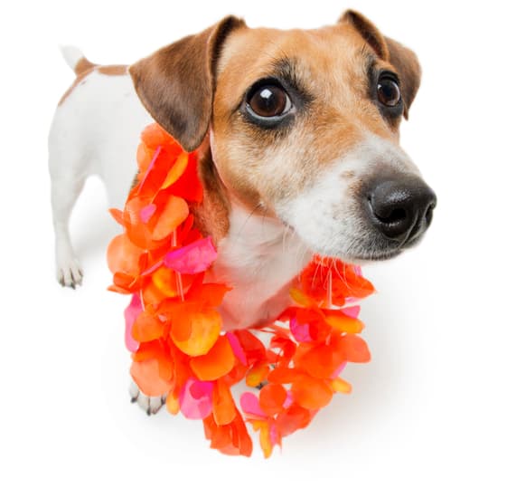 dog with flower neckless