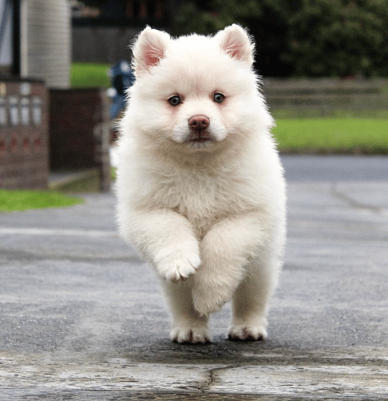 Dog Names Starting with M