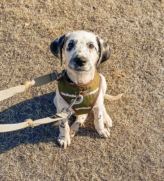 Bowser the Dalmadoodle