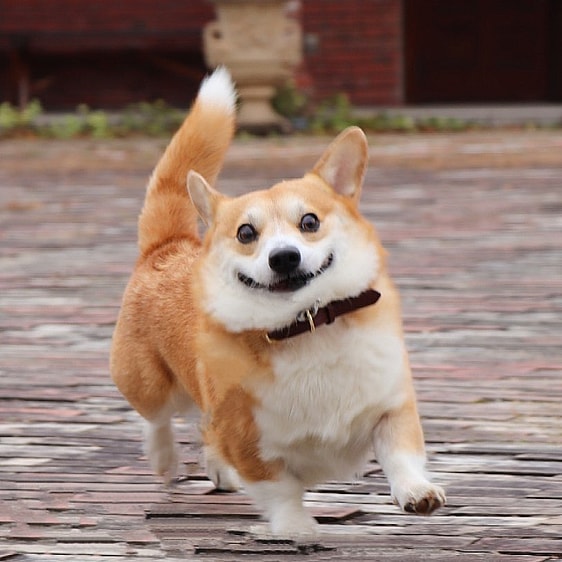 Gen the Pembroke Welsh Corgi