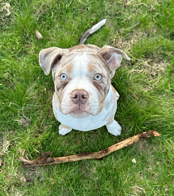 clean exotic bully