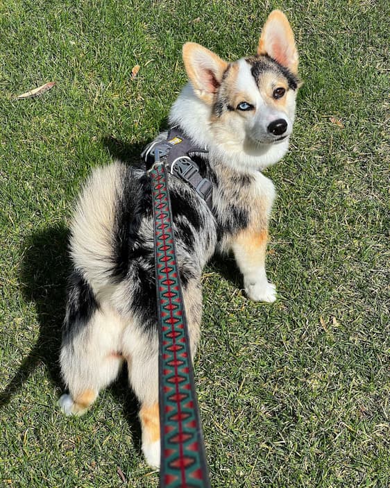 Nora the Auggie Dog