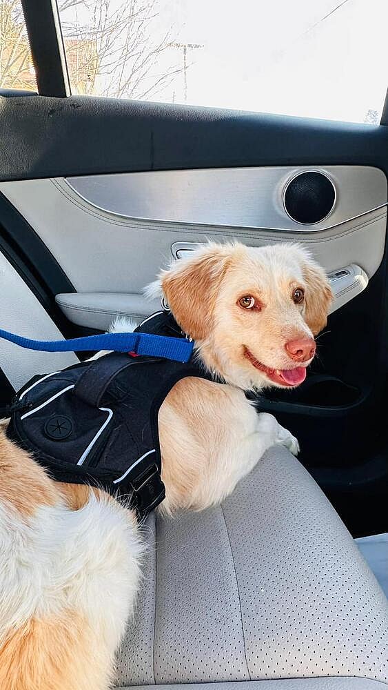 COYOTE (local) , yo/kt