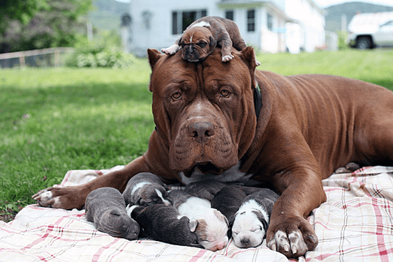 the World Record for Having the Most Puppies