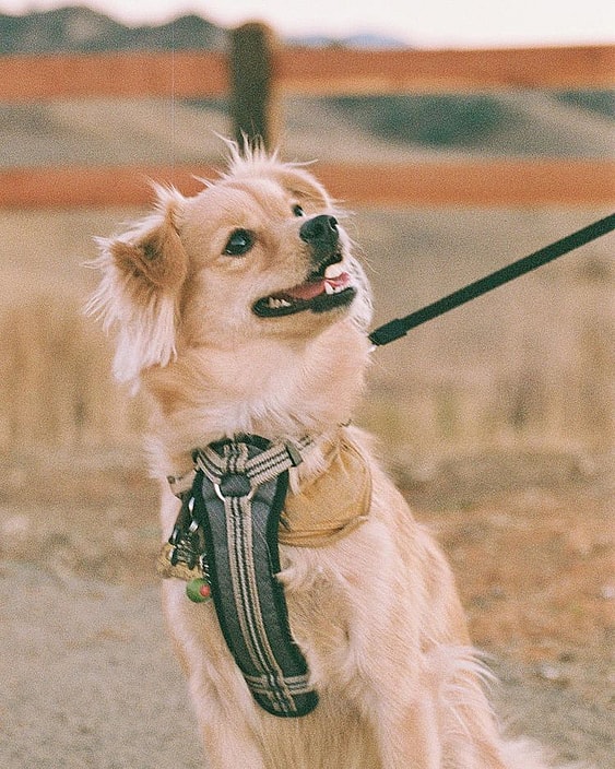 Olive is a Golden Retriever Chihuahua Mix who lives in Irvine with her owner Nico