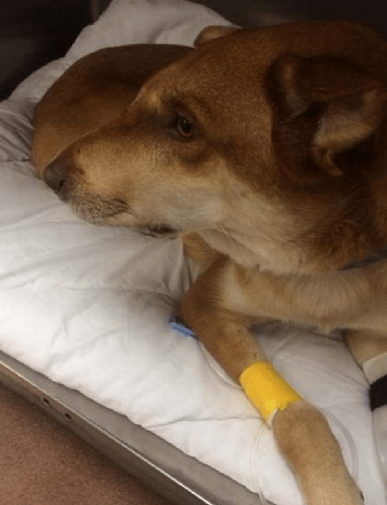 Rick who saved his human life from rattlesnake. Dog bitten by rattlesnake