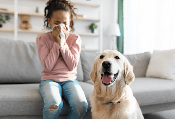 Dog Allergies in Humans - Are Huskies Hypoallergenic?