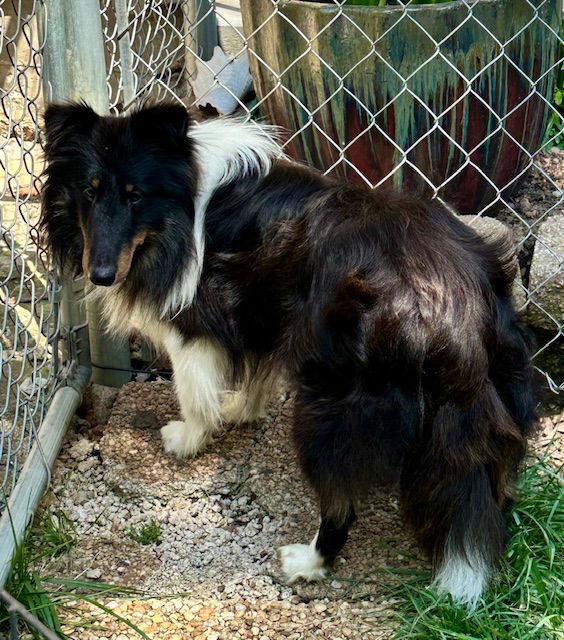 WATSON - Shetland Sheepdog Sheltie