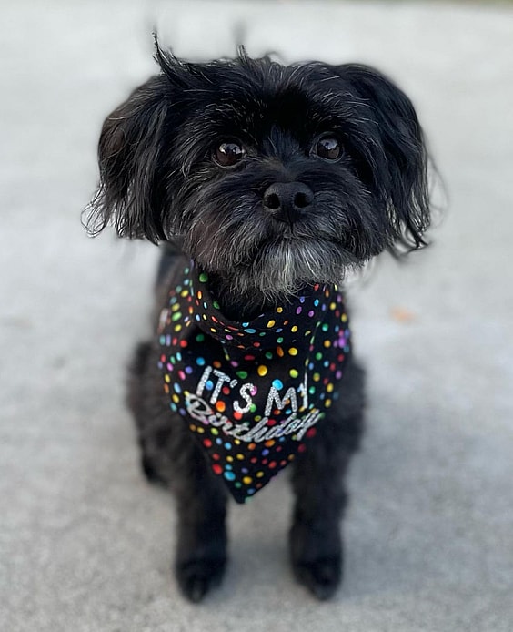 a black maltese