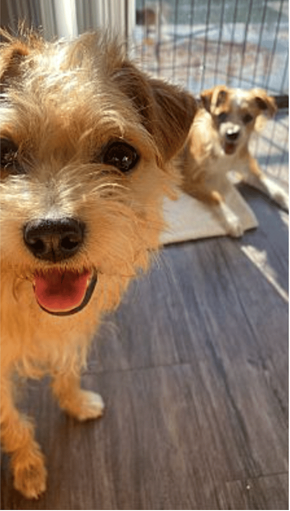 abandoned puppies