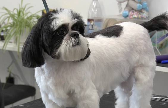Shaved Shih Tzu
