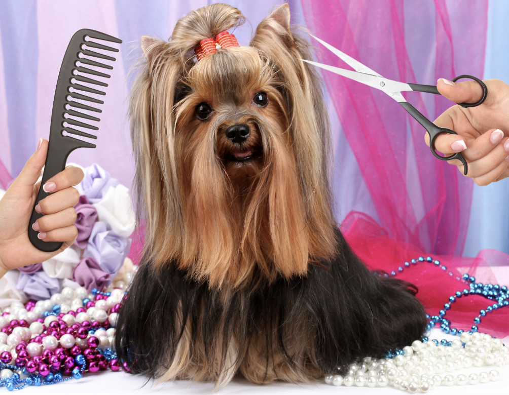 Yorkie Teddy Bear Haircut