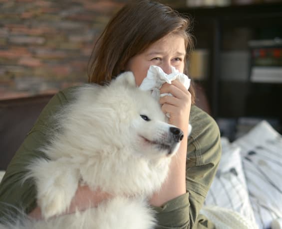dog allergy