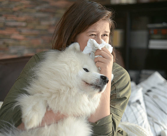 dog allergy