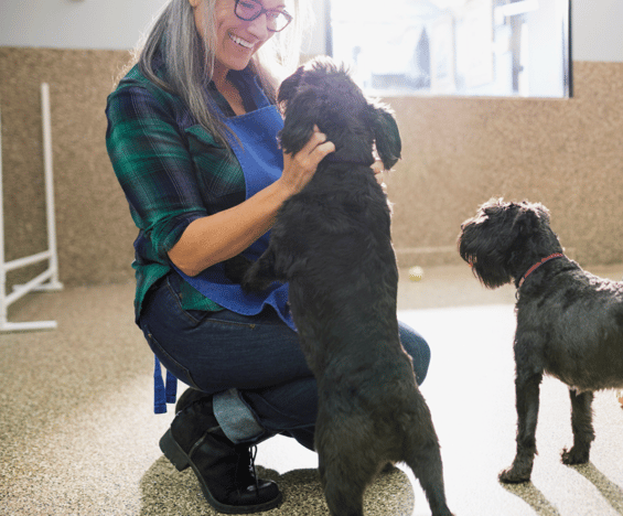Black Dog and Cat Syndrome