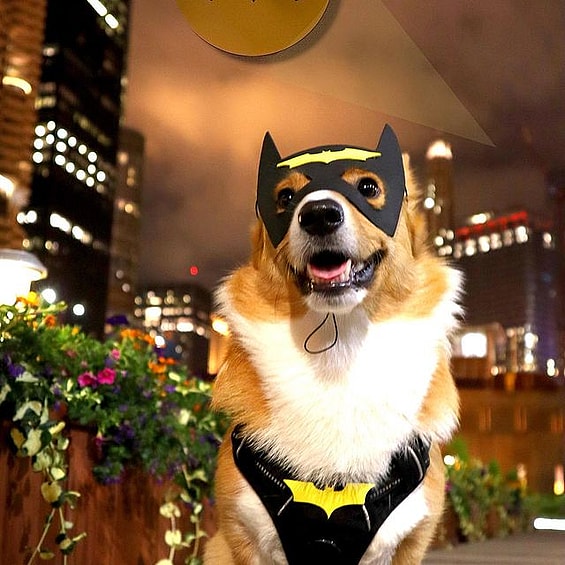 Momo the Pembroke Welsh Corgi