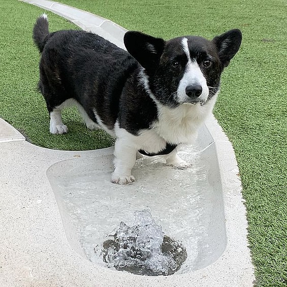 Steve the Cardigan Welsh Corgi