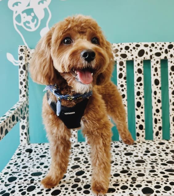 Mini Cavapoo