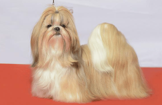 The Shaved Shih Tzu: show Cut