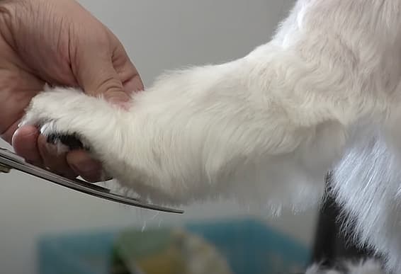 Shaved Shih Tzu