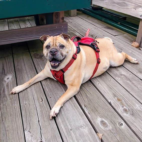 Ori Pei dog
