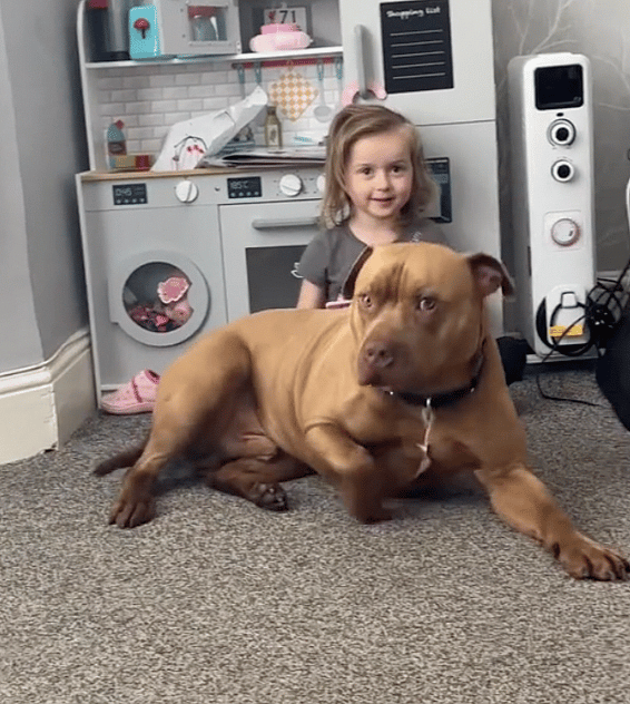 Viral Clip of Kid and XL Bully Shows the Signs Every Parent Needs to Know
