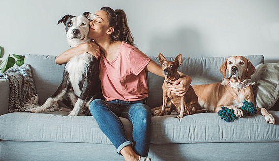 stray dogs - responsible owner ship