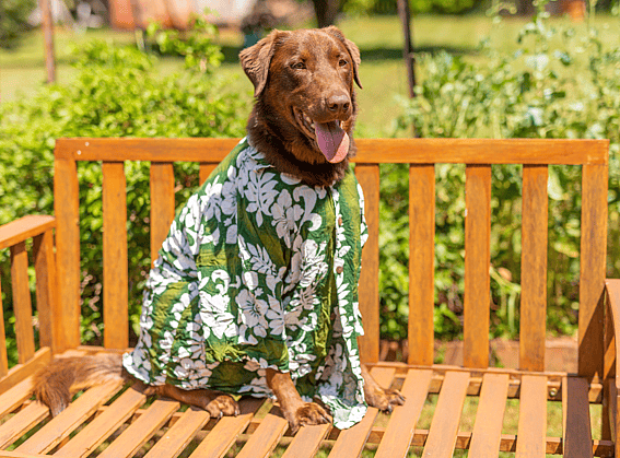 dog in hawaiian shirt