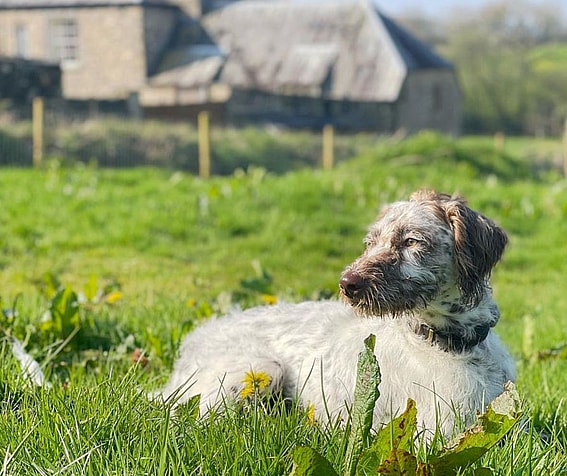 Lando the Dalmadoodle
