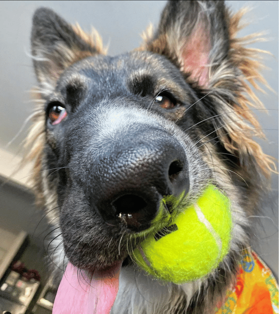 Rescue Dog has Unique ‘Picasso’ Face