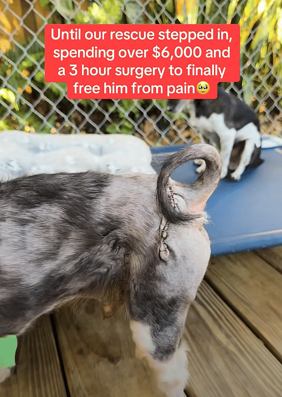 Owner Wanted to Euthanize His Dog—But This Shih Tzu’s 3-Pound Tumor Sparked a Race Against Time