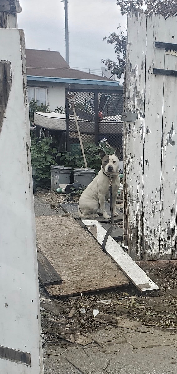 Rocky up for Adoption