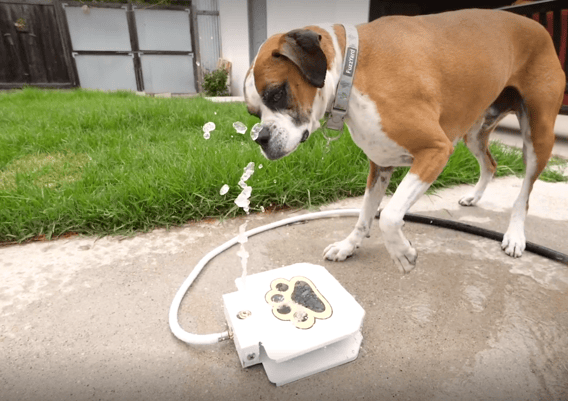 Flip playing with water fountain